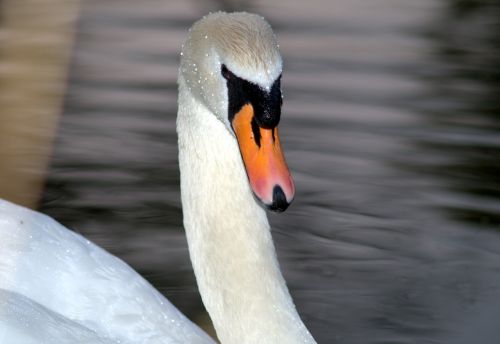 swan beak the head of the