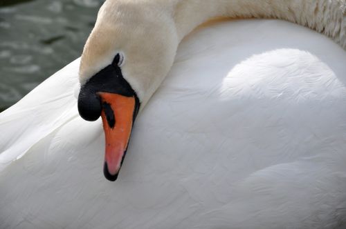 swan water bird white