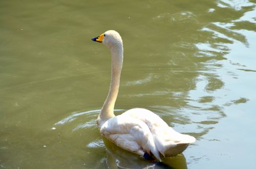 Swan