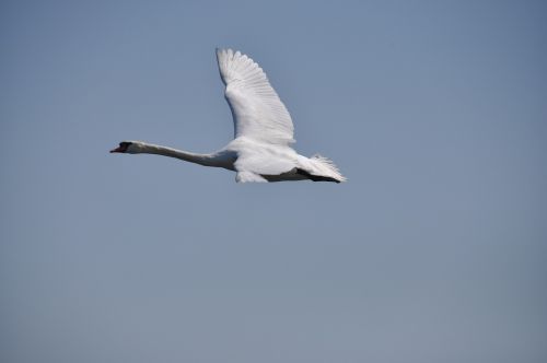 swan bird sky