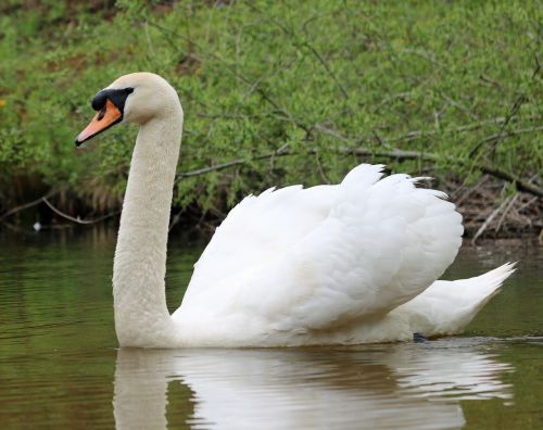 swan water bird