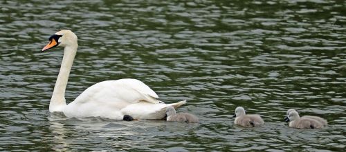 swan signets mother