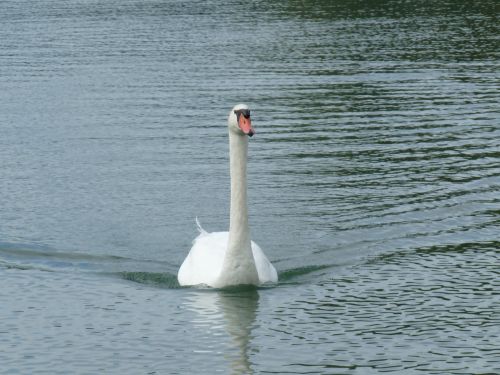 swan water lake