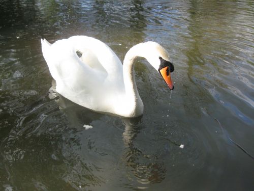 Swan