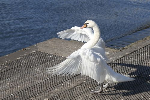 swan wing bird