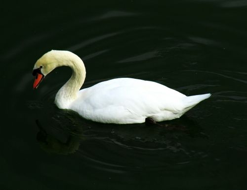 swan bird na