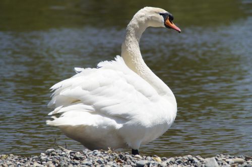 swan white bank