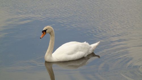 swan white feathers wildlife