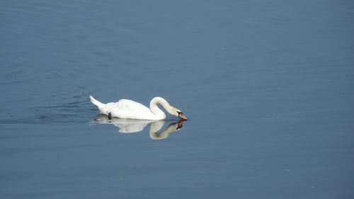 swan reflection water