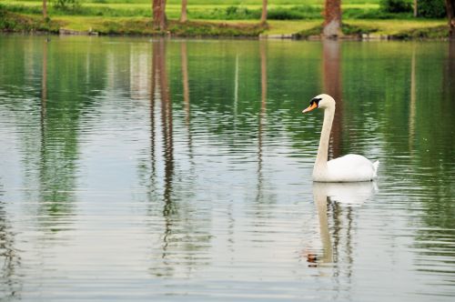 swan pond nature