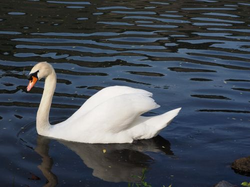 swan males water bird
