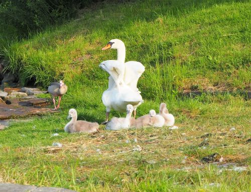 swan chicks family