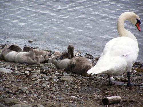 swan swans baby swan