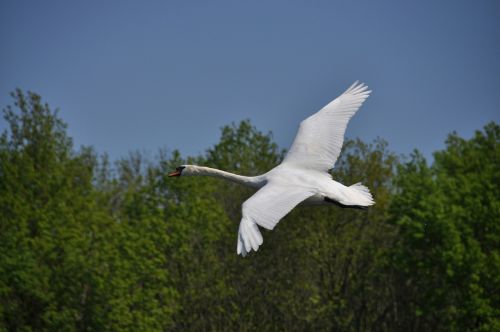 swan flight spring