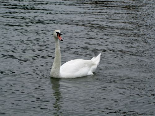 swan water bird bird