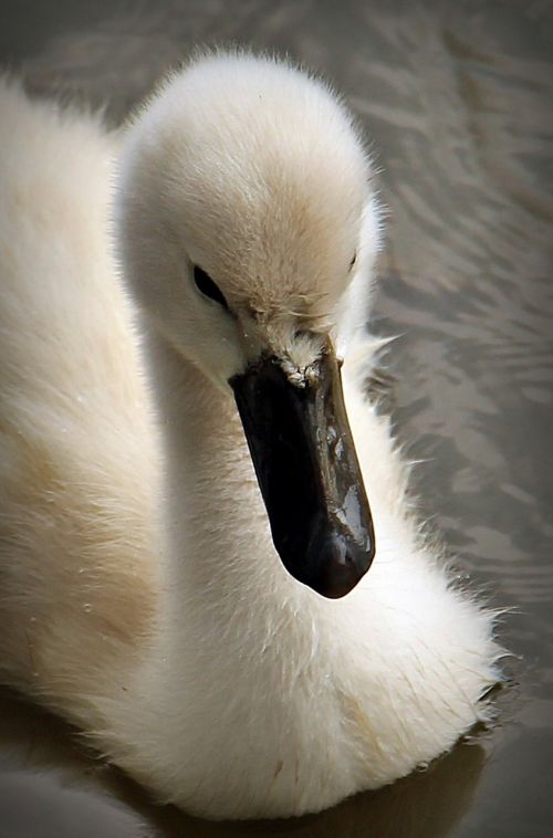swan baby swan water