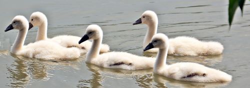 swan swan-baby baby swan
