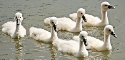 swan baby swan baby swans