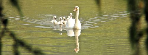 swan swan family baby swan