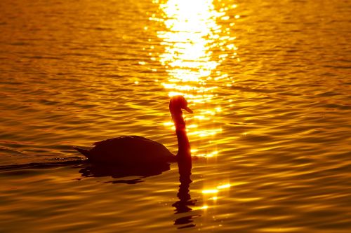 swan bird at dusk