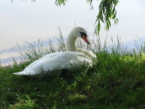 swan meadow bank