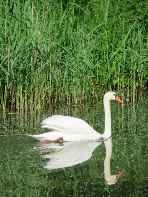 swan white swan bird