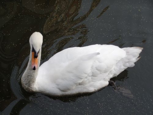 swan water bird animal