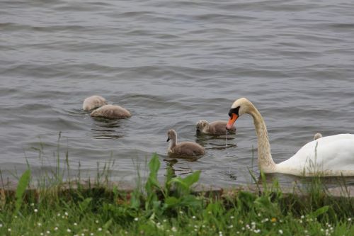 swan nature animal