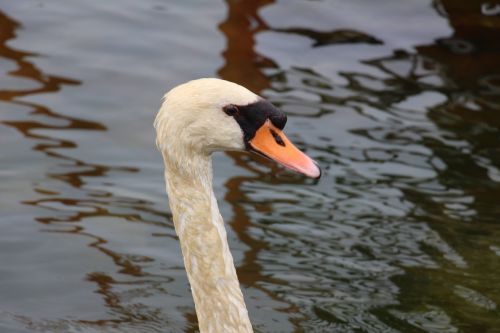 swan animal water bird