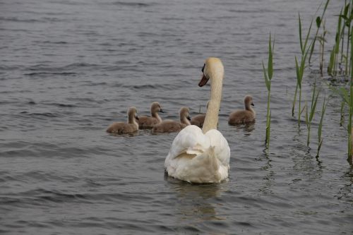 swan nature animal