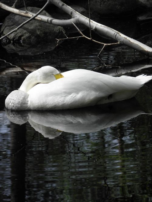 swan pond branch