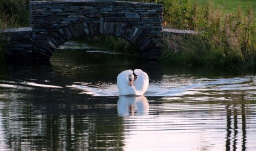 swan mute swan cygnus olor