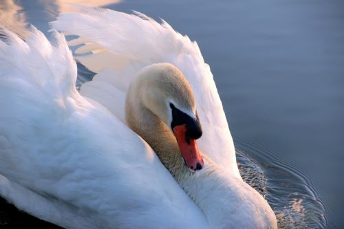 swan mute swan cygnus olor