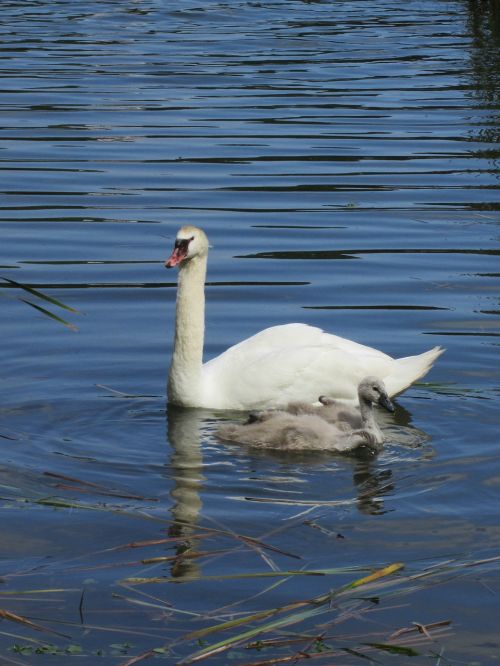 swan cygnets baby swan