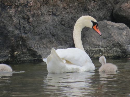 swan cub parent
