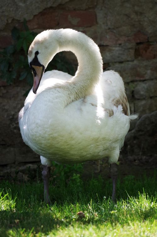 swan bird white