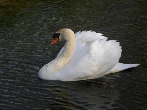 swan waterfowl swans