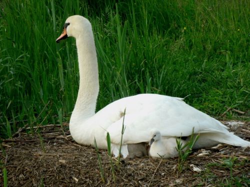 swan young plumage