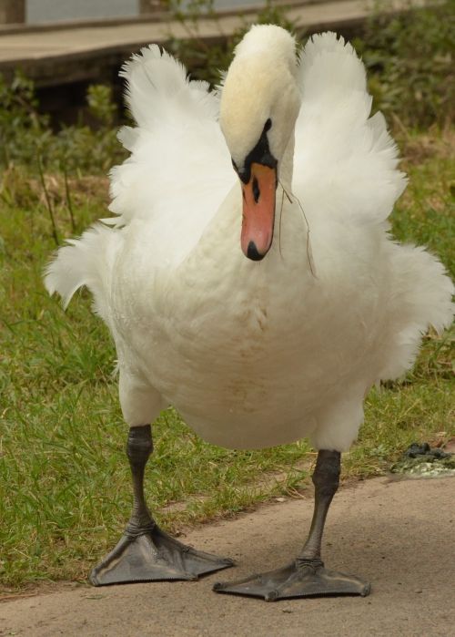 swan bird waterfowl
