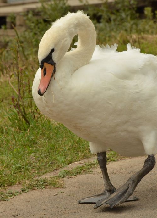 swan bird waterfowl