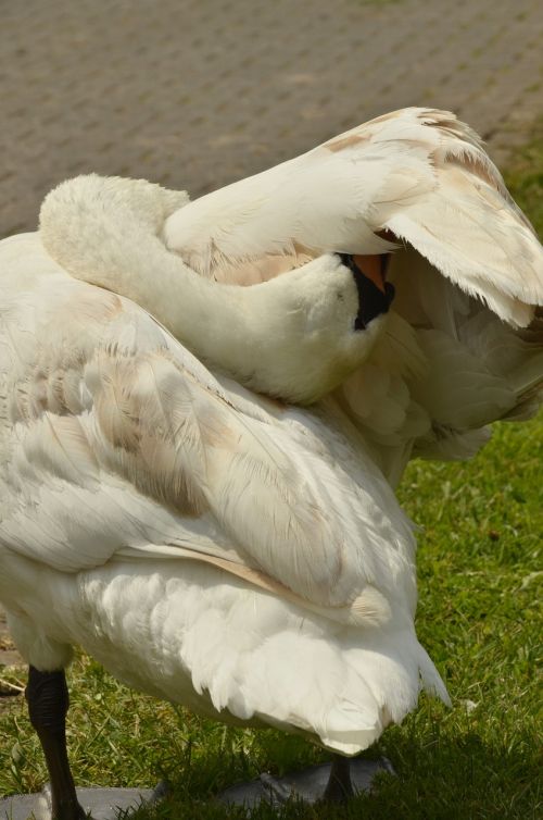 swan bird waterfowl