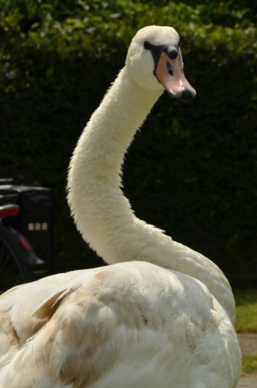 swan bird waterfowl