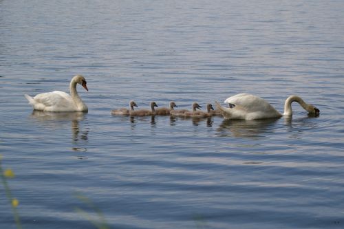 swan pond chicks