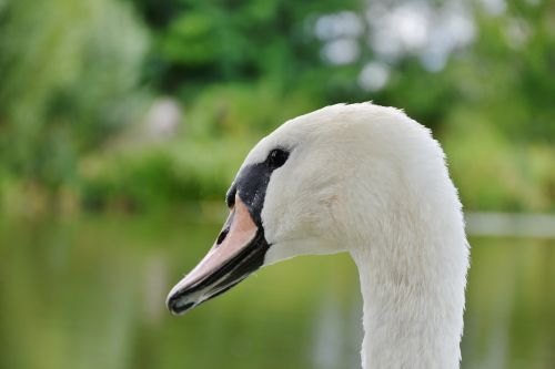 swan white bank