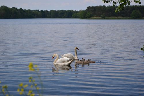 swan family pond