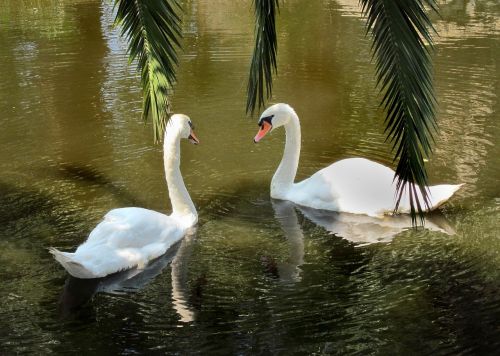 swan swans water bird