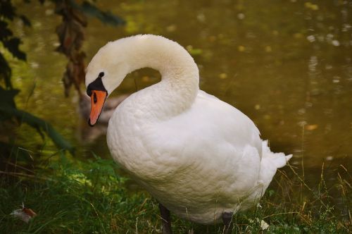 swan bird waters