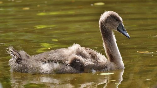 swan young animal bird