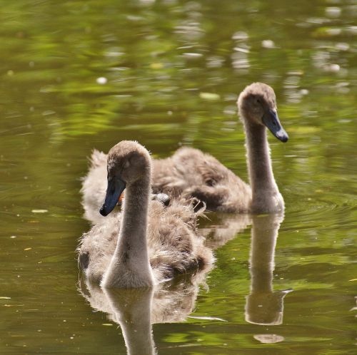 swan bird waters