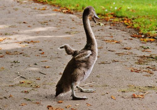 swan young animal bird